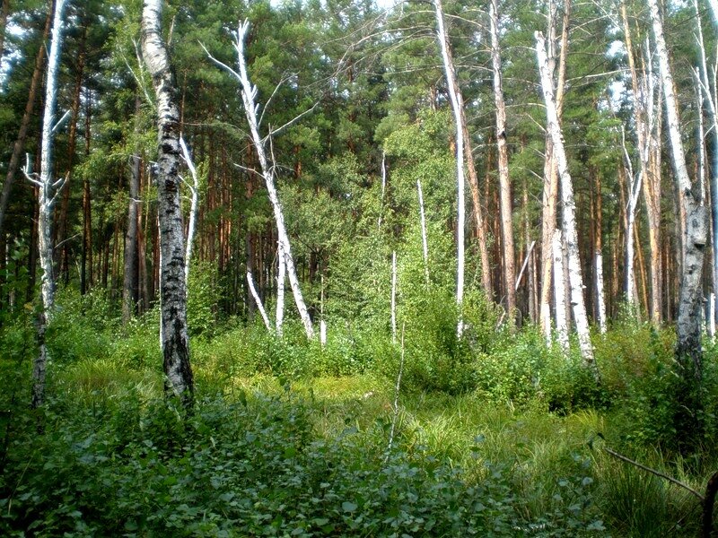 Лес, березы - Татьяна Пальчикова
