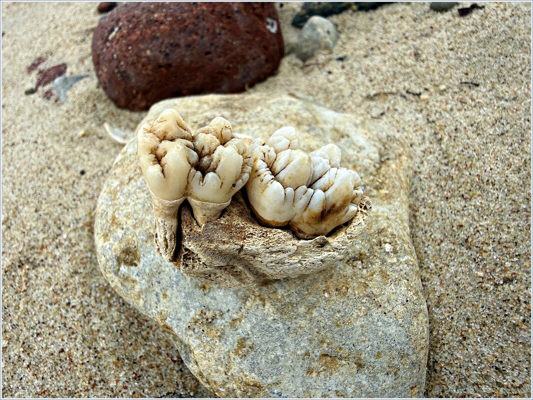 Чьи-то зубы из моря. - Валерия Комова