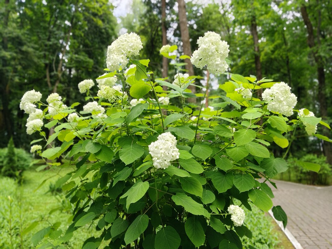 Гортензия - Елена Сухорученкова Гортензия - Елена Сухорученкова