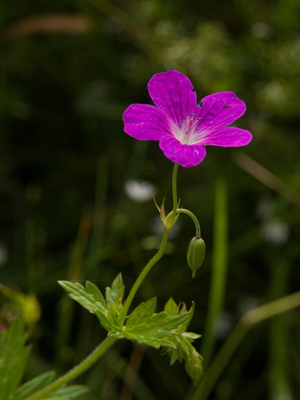 Geranium palustre - Екатерина 