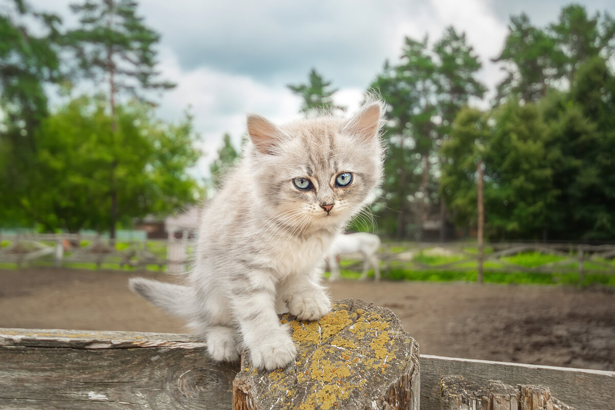 Котёнок на конюшне - Alex Bush Котёнок на конюшне - Alex Bush