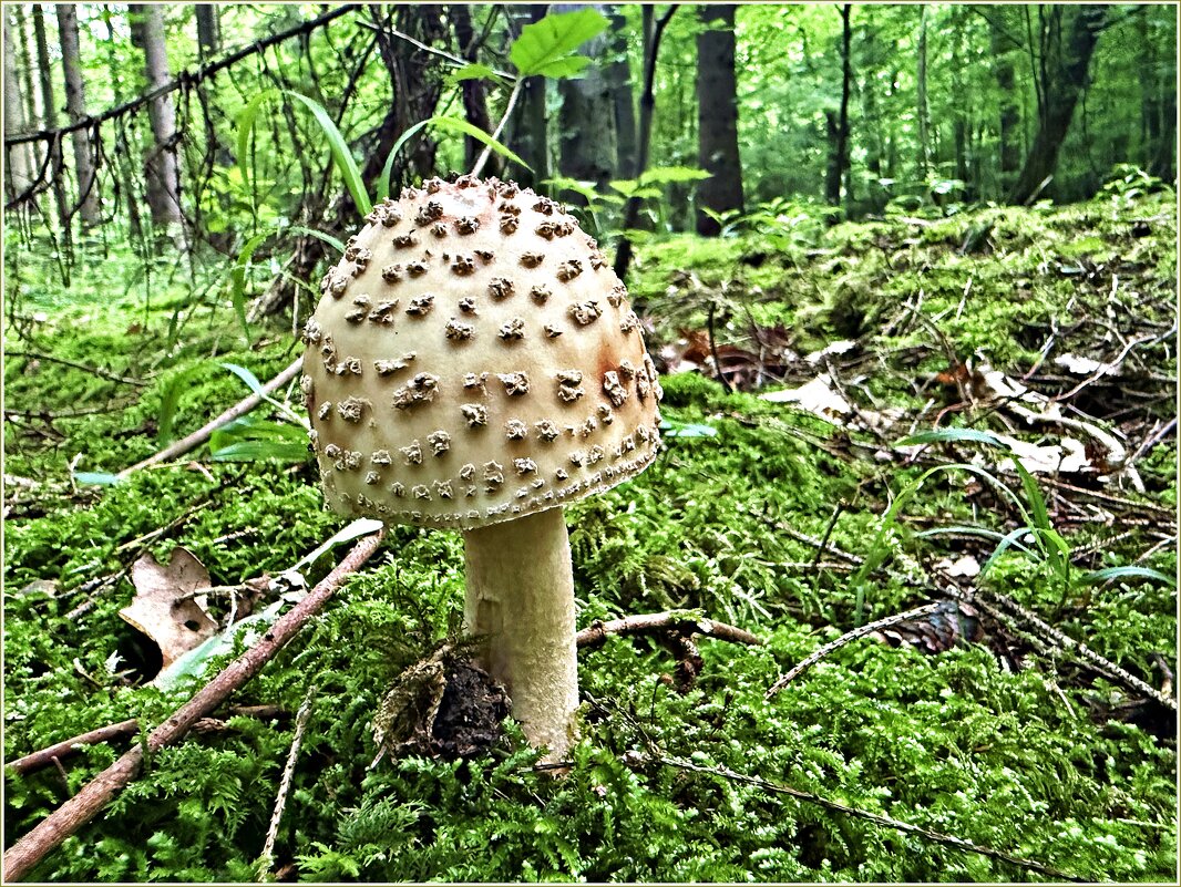 Мухомор серо-розовый. - Валерия Комова