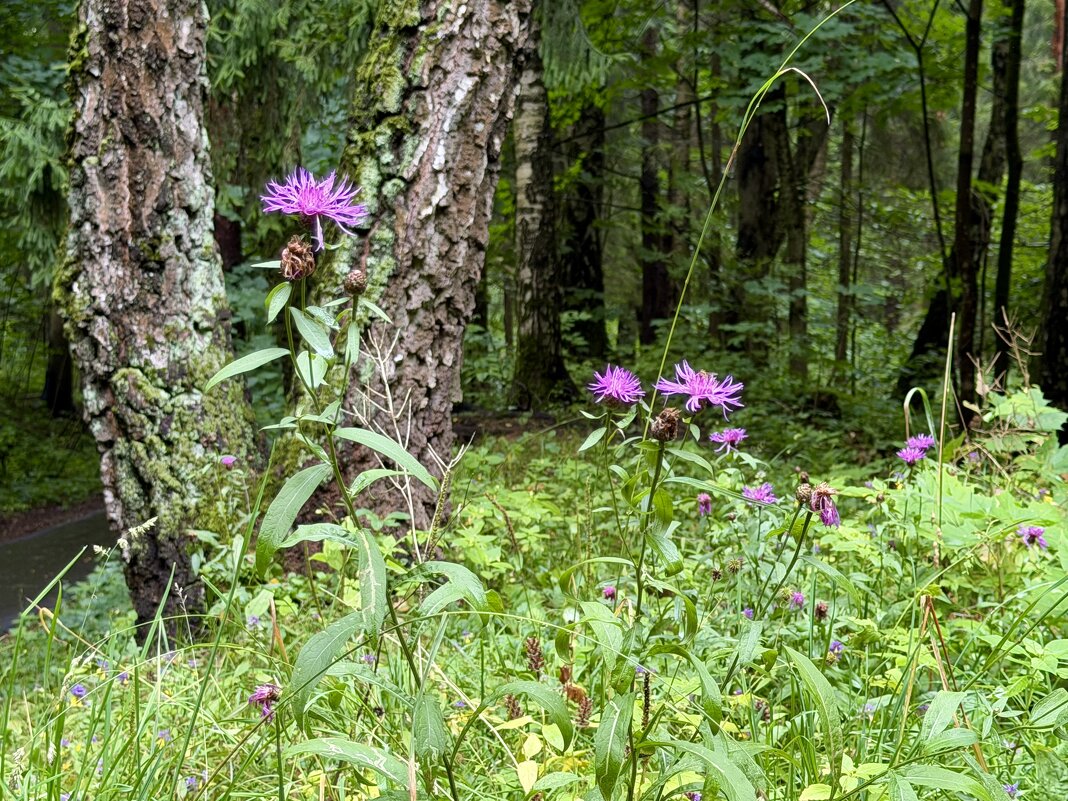Васельки - Любовь 