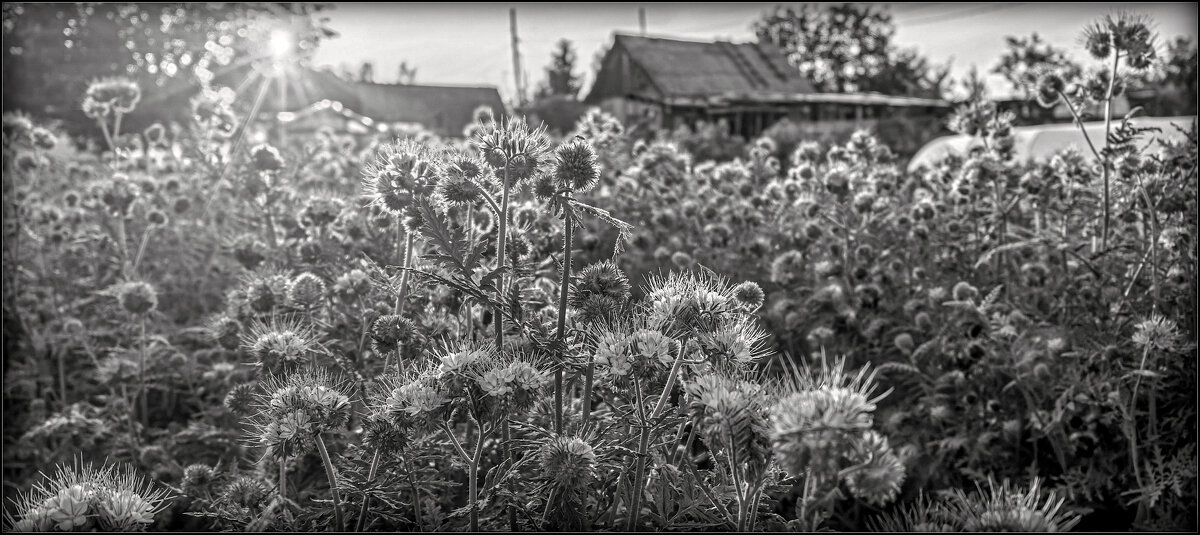 ФОТОЗАРИСОВКА . - Владимир Железнов