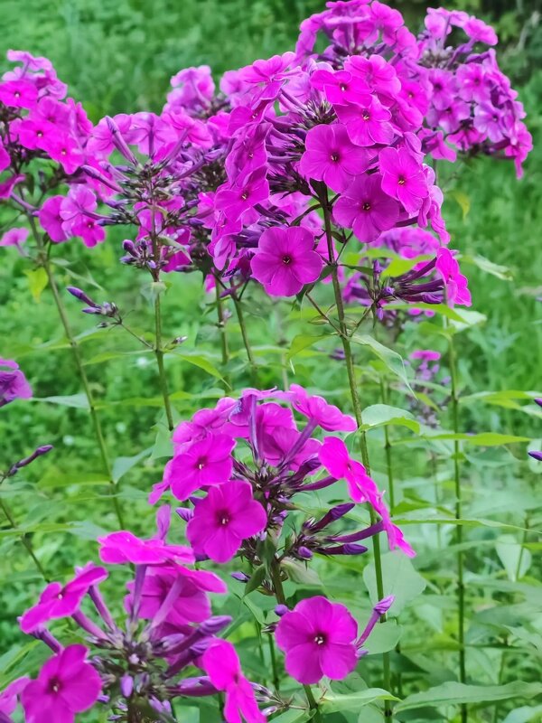 Цветы лета - Елена Семигина
