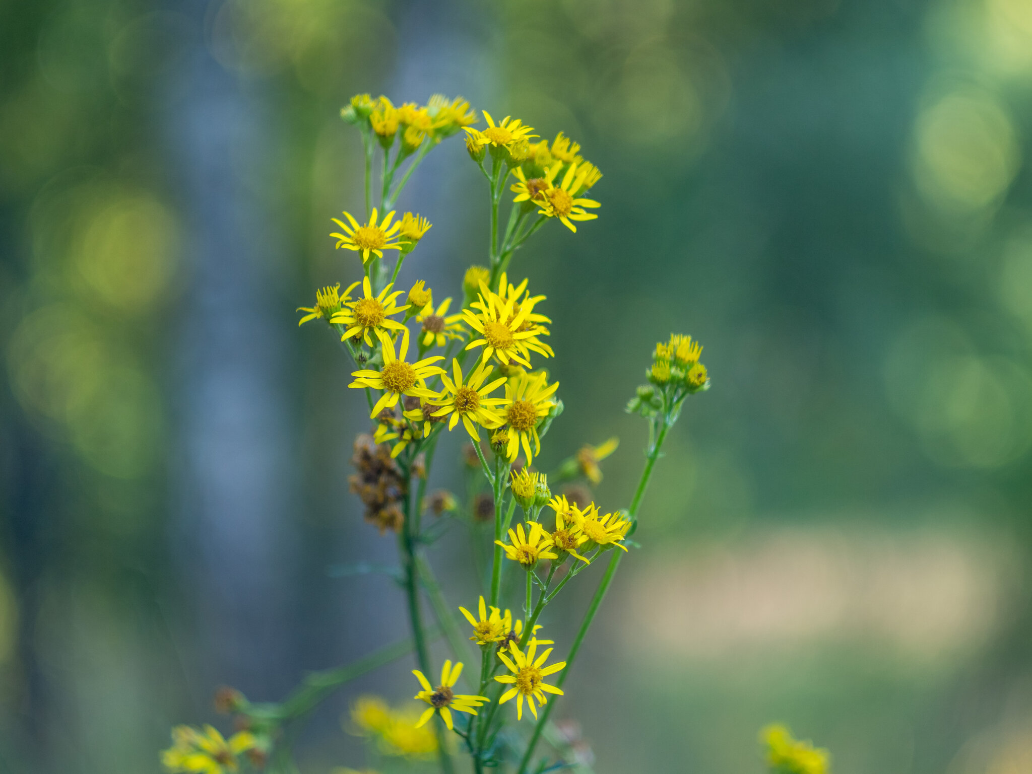 Природа :: Yuriy V Природа :: Yuriy V