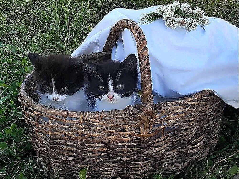 Котята на прогулке! :: Нина Андронова Котята на прогулке! :: Нина Андронова