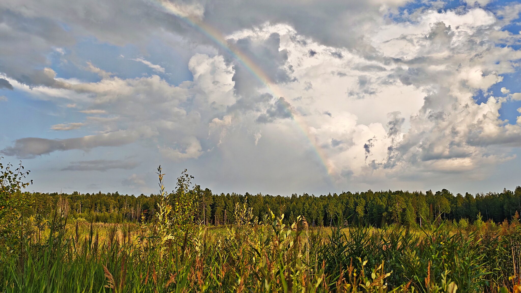 Природа в июле :: Александр Природа в июле :: Александр