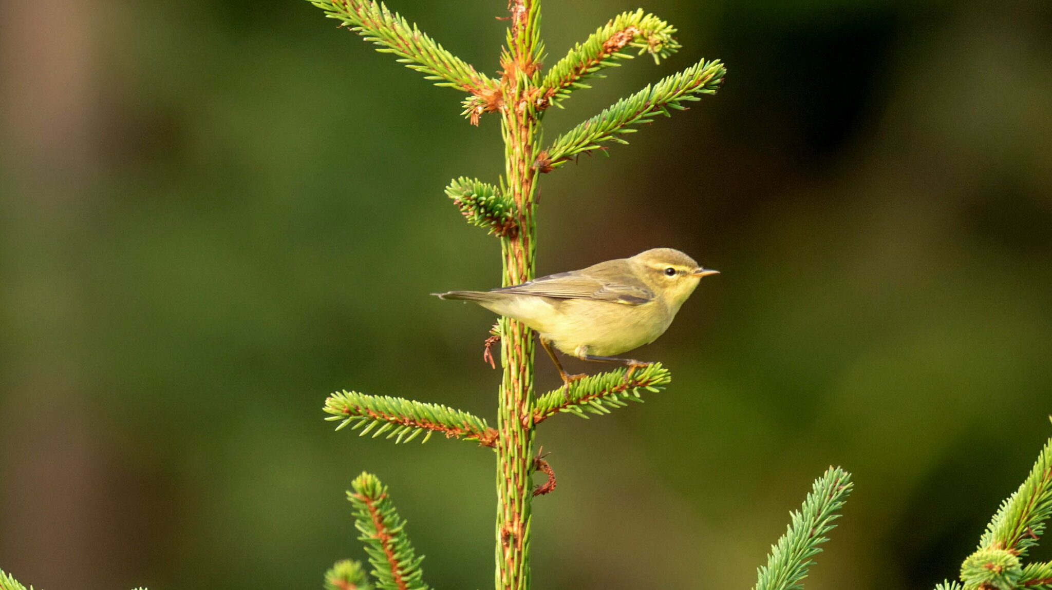 Willow warbler (phylloscopus trochilus) :: vladimir Willow warbler (phylloscopus trochilus) :: vladimir