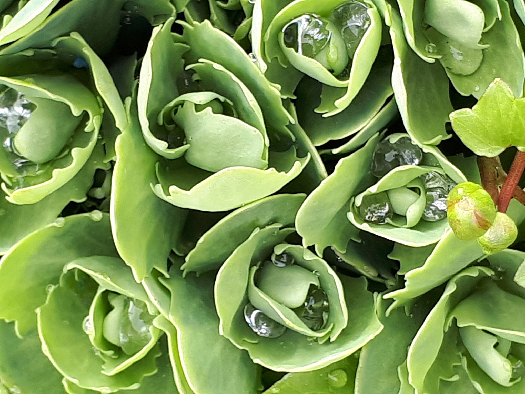 Sedum spectabile :: Надежда Sedum spectabile :: Надежда