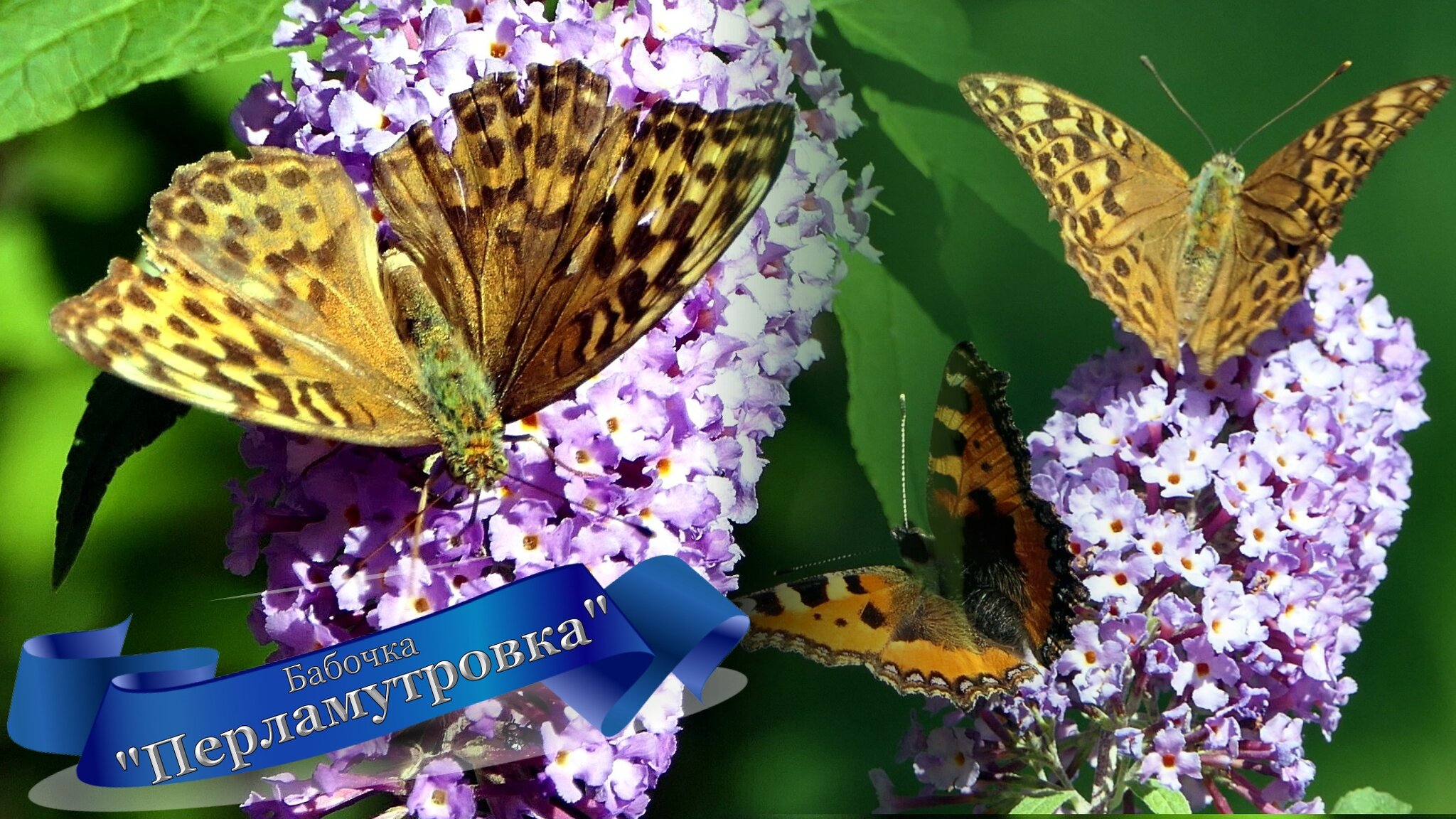 У меня НА Даче... Бабочка🦋 :: "The Natural World" Александер У меня НА Даче... Бабочка🦋 :: "The Natural World" Александер