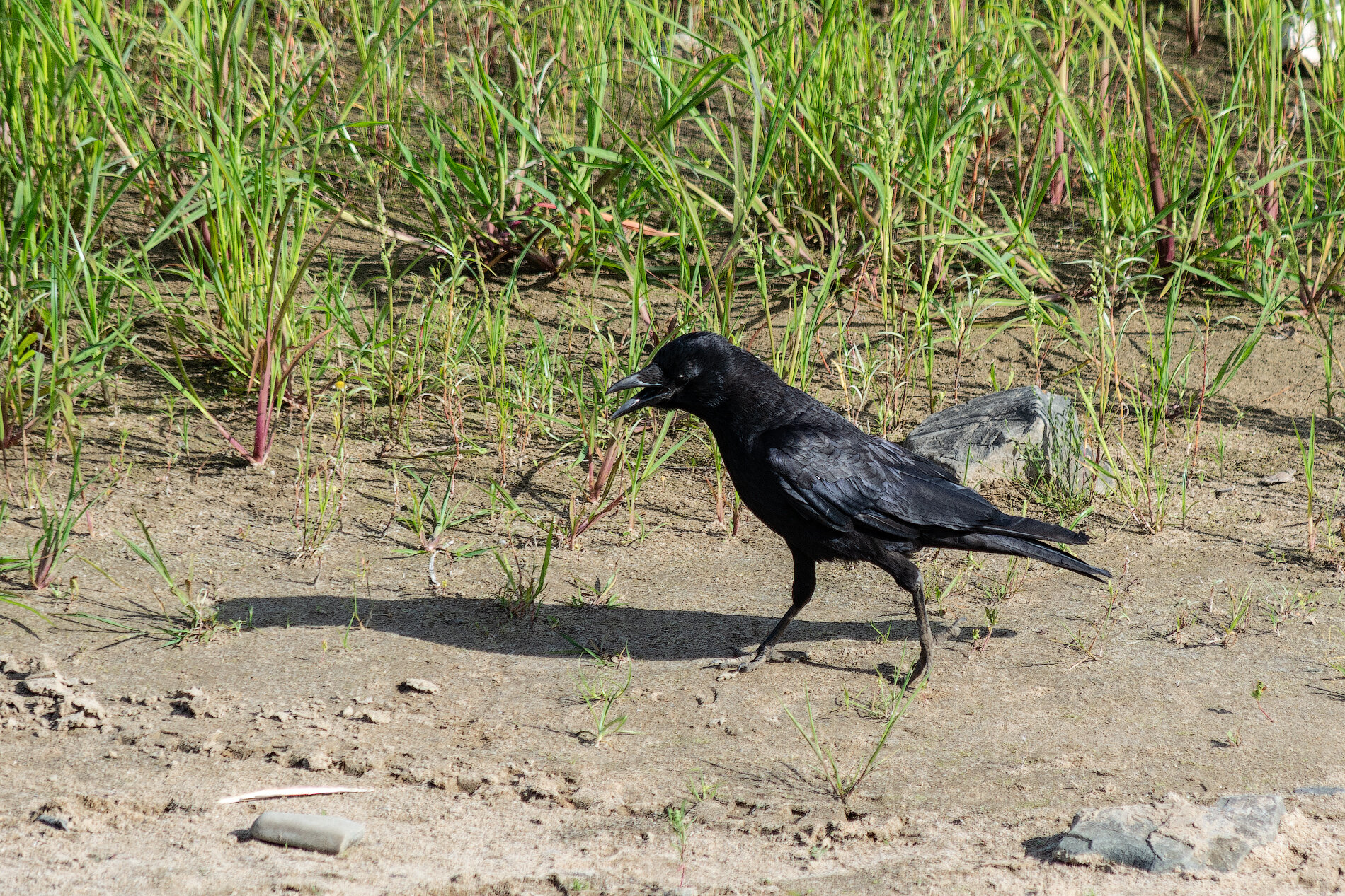 Corvus brachyrhynchos :: Виктор Иванович Чернюк Corvus brachyrhynchos :: Виктор Иванович Чернюк