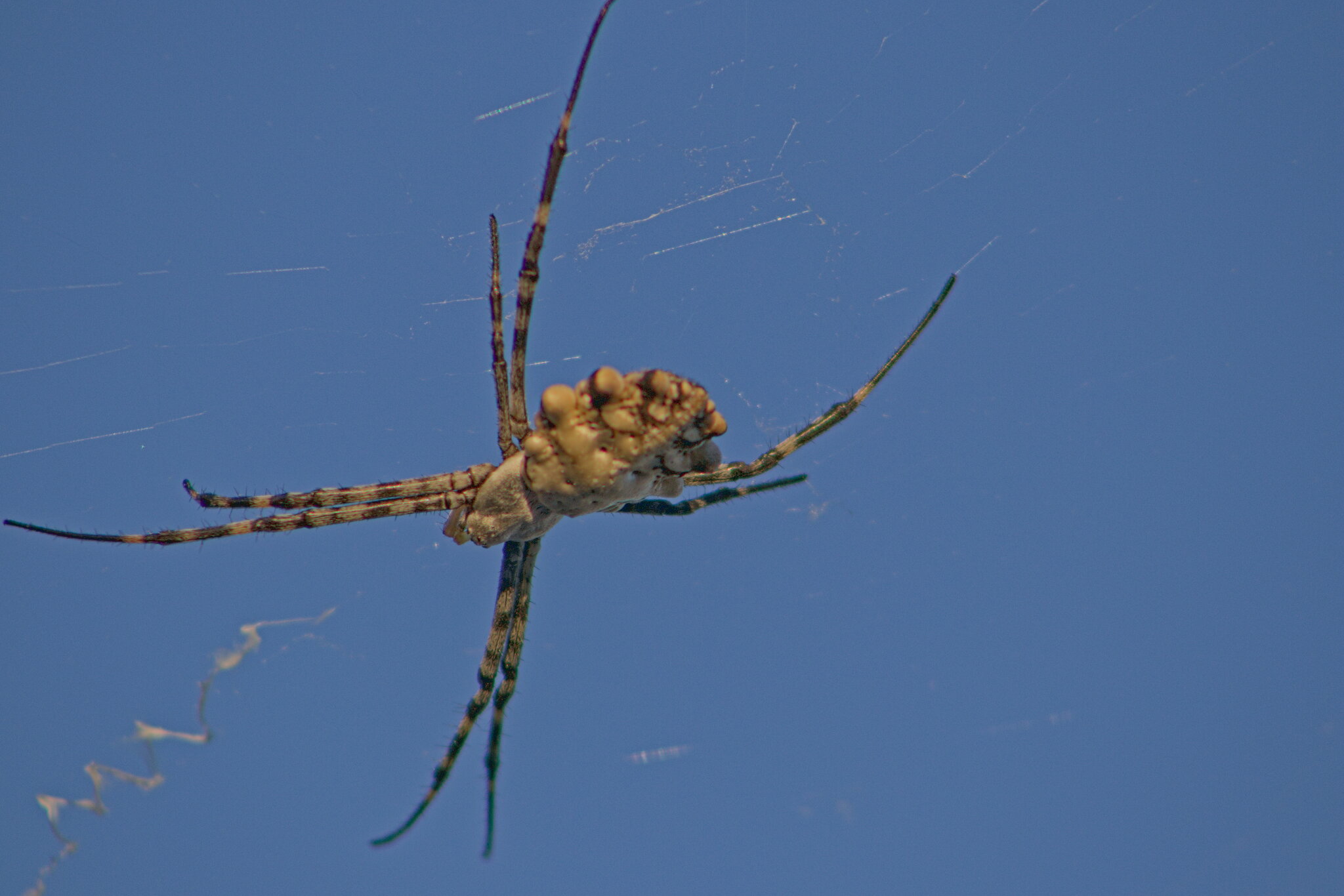 Argiope lobata :: Giant Tao / Argiope lobata :: Giant Tao /
