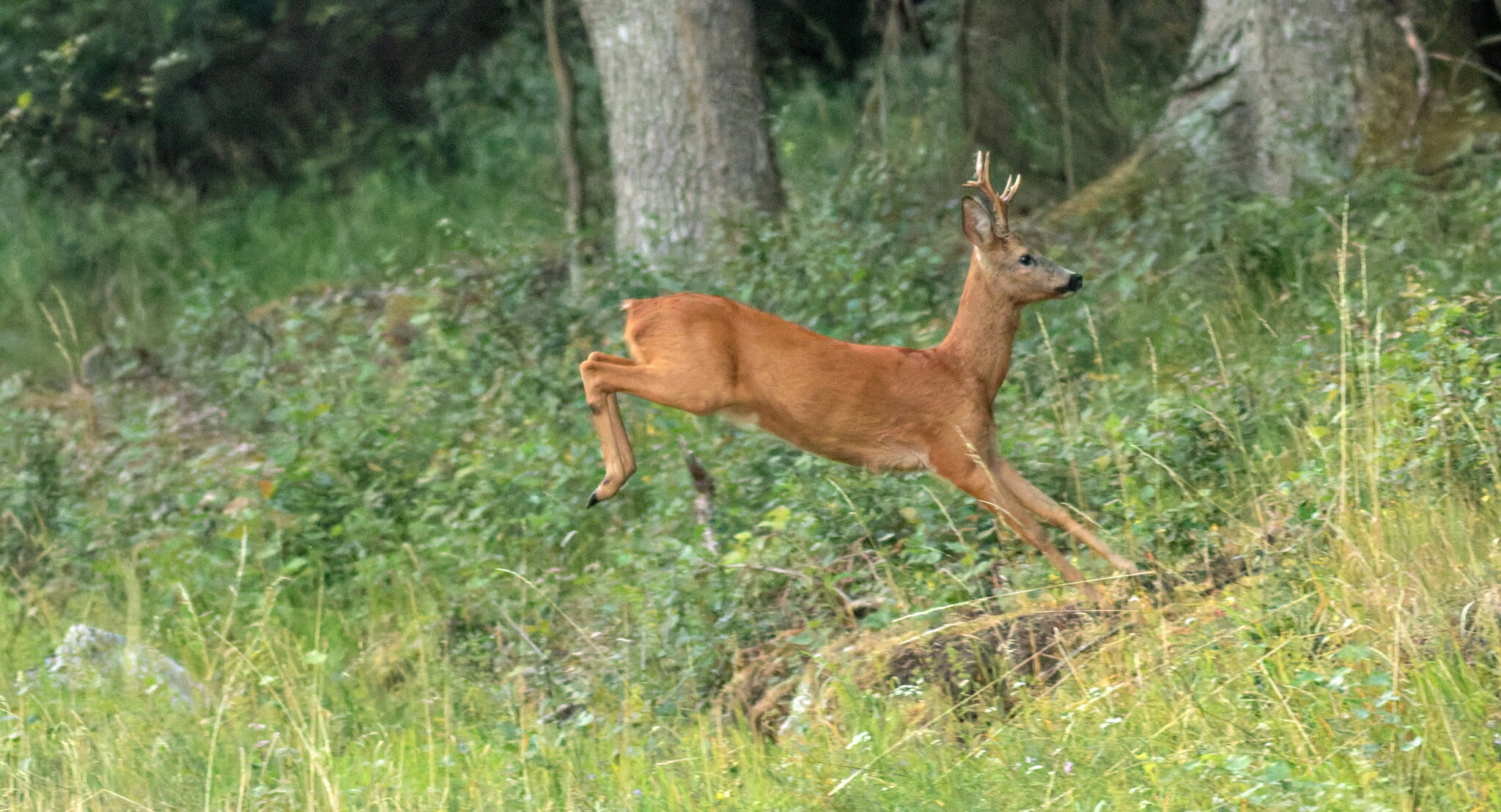 Европейская косуля capreolus capreolus :: vladimir Европейская косуля capreolus capreolus :: vladimir