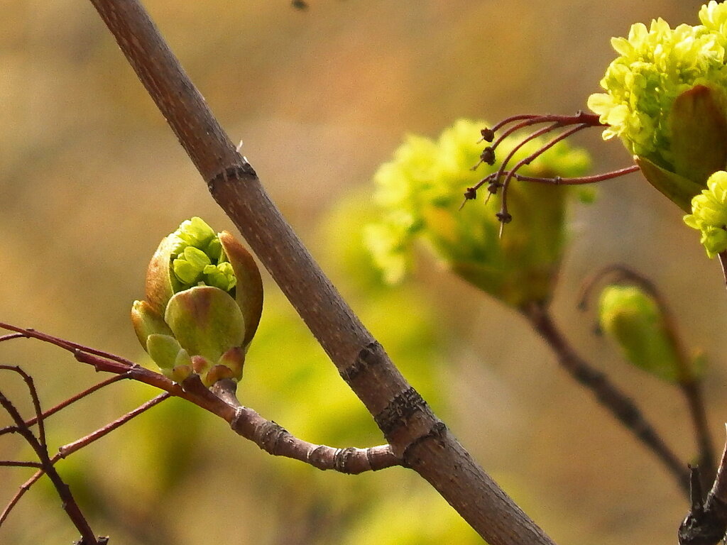 Весенние "букетики" :: Milocs Морозова Людмила Весенние "букетики" :: Milocs Морозова Людмила