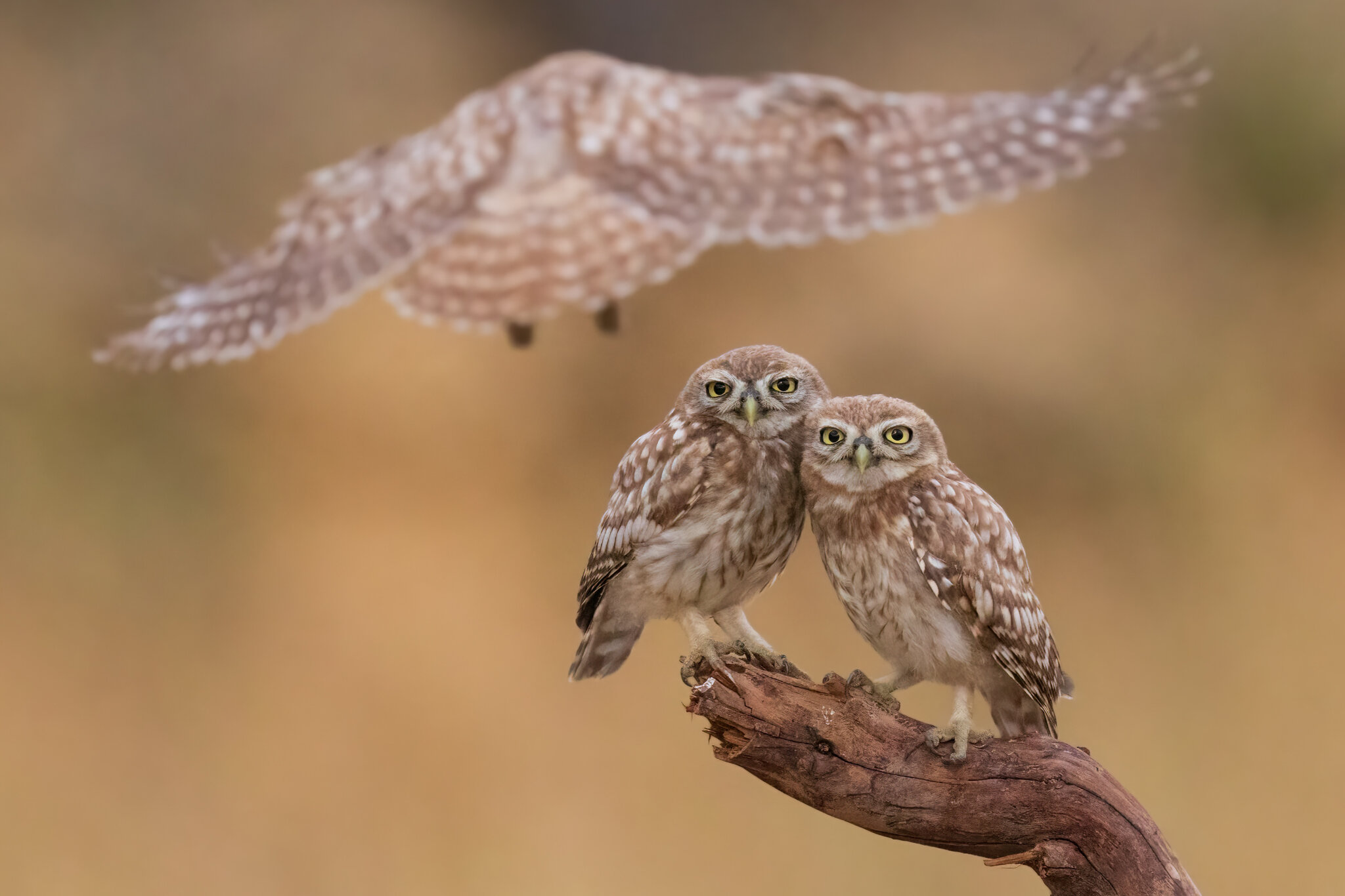 Little owl athene noctua :: Евгений Фруман Little owl athene noctua :: Евгений Фруман