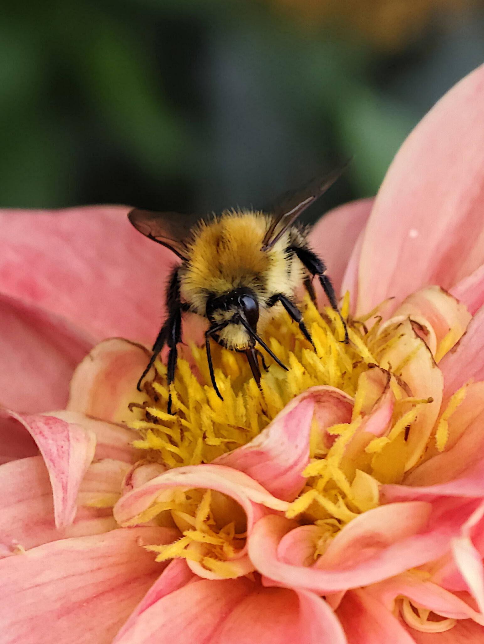 Bumble bee perching on pink dahlia flower :: igor G. Bumble bee perching on pink dahlia flower :: igor G.