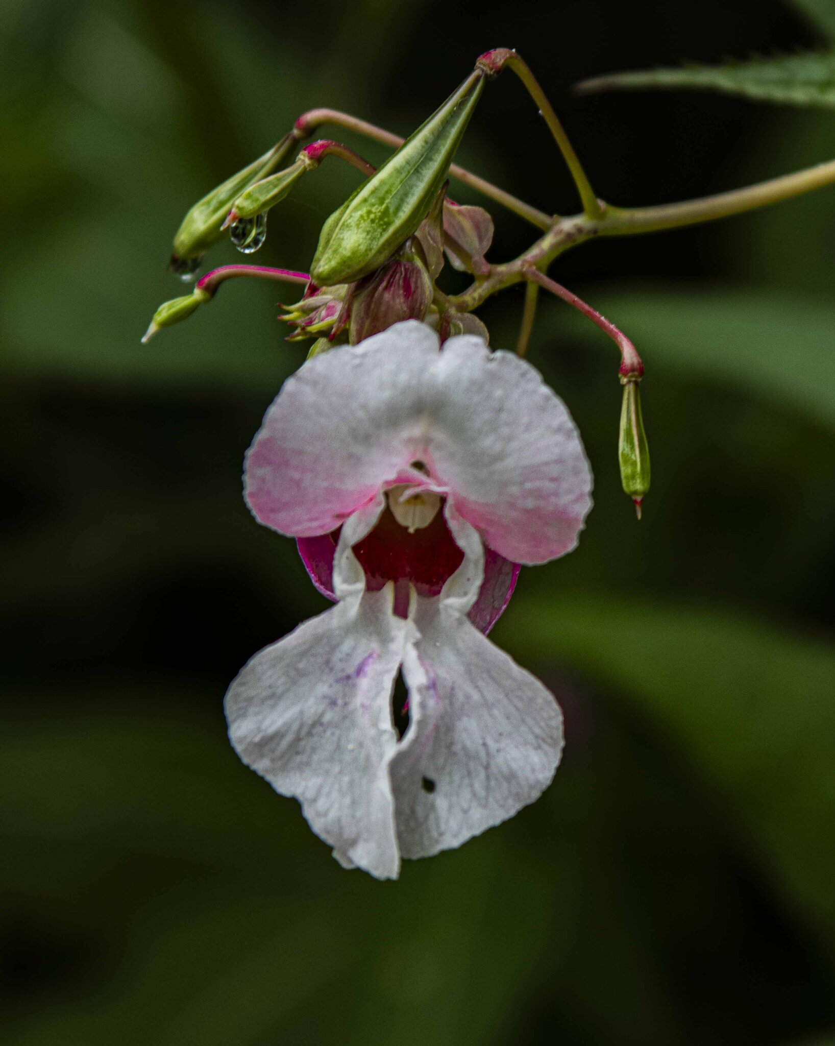 Impatiens glandulifera :: Николай Impatiens glandulifera :: Николай