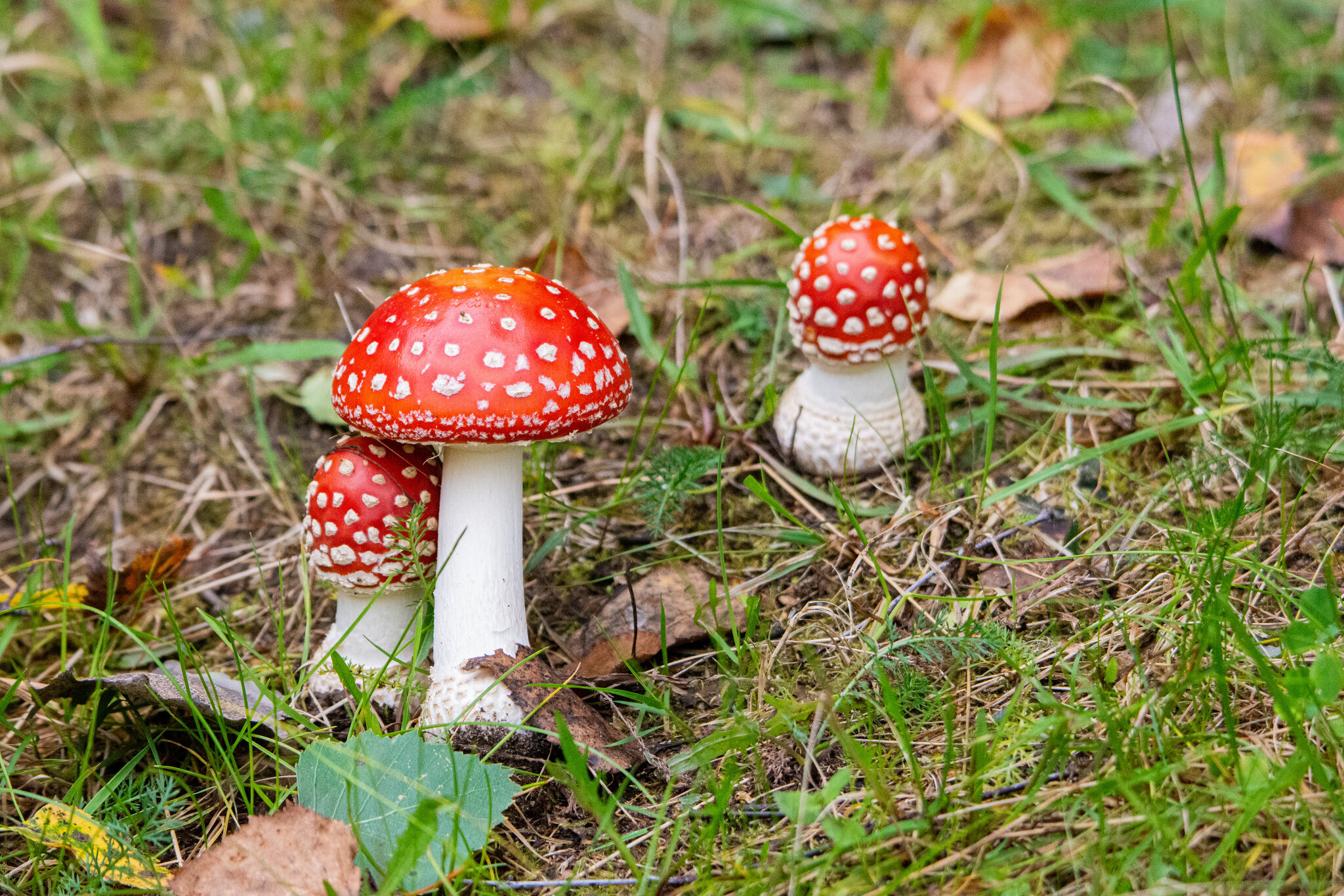 Мухомор красный amanita muscaria :: Александр Зуев Мухомор красный amanita muscaria :: Александр Зуев