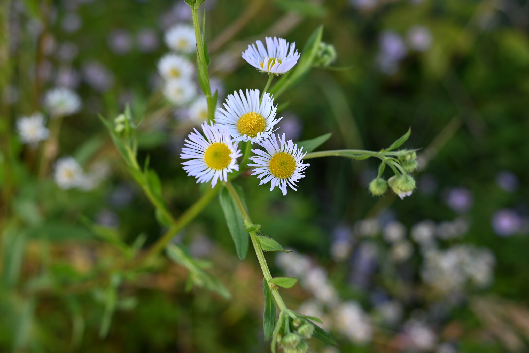Erigeron annuus :: Митяй Митрич Erigeron annuus :: Митяй Митрич