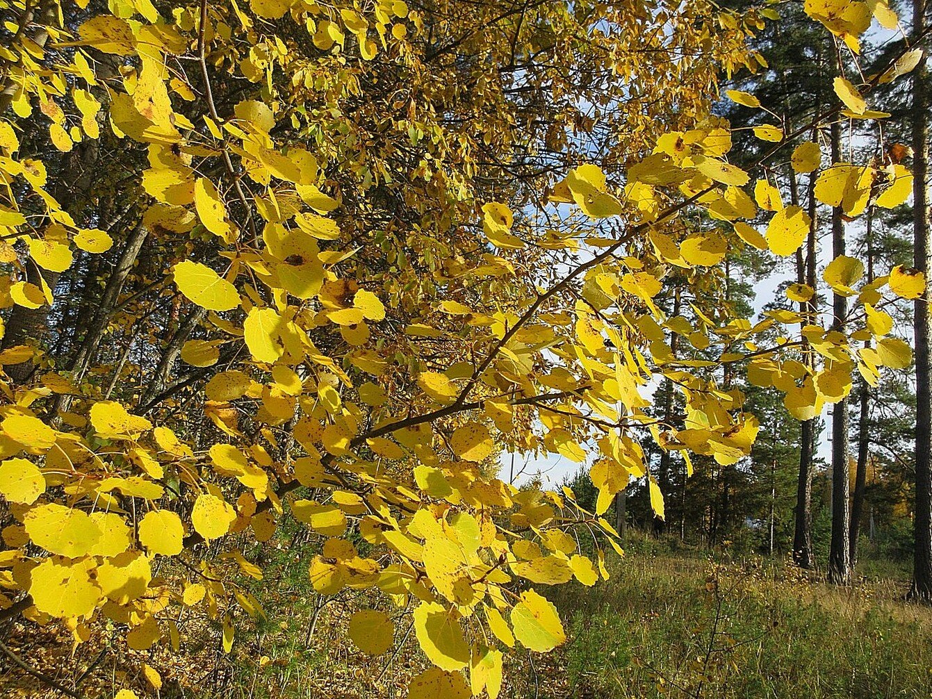 Золото осени :: Наталья *** Золото осени :: Наталья ***