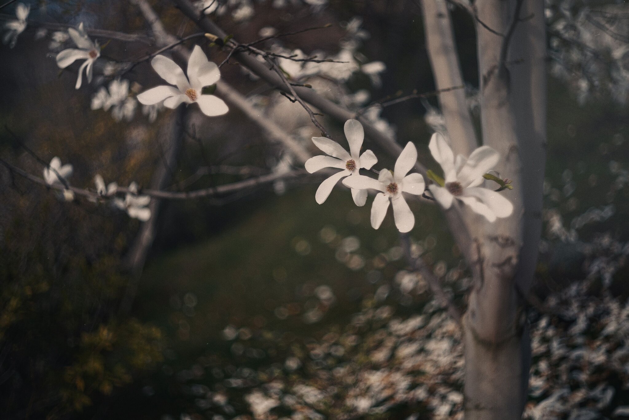 Магнолия звёздчатая (Magnolia stellata). :: Анатолий Щербак Магнолия звёздчатая (Magnolia stellata). :: Анатолий Щербак