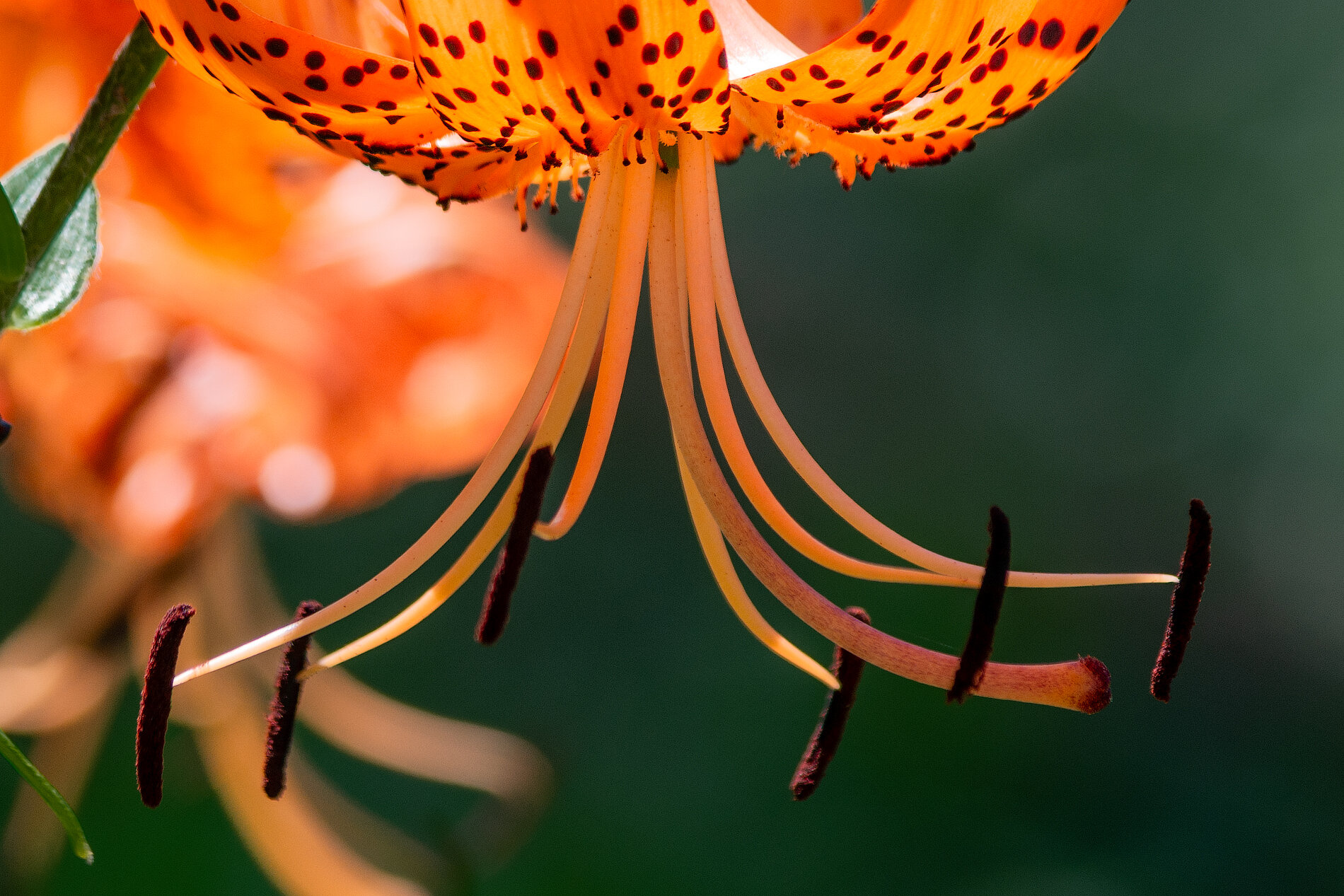 Lilium lancifolium :: Виктор Иванович Чернюк Lilium lancifolium :: Виктор Иванович Чернюк