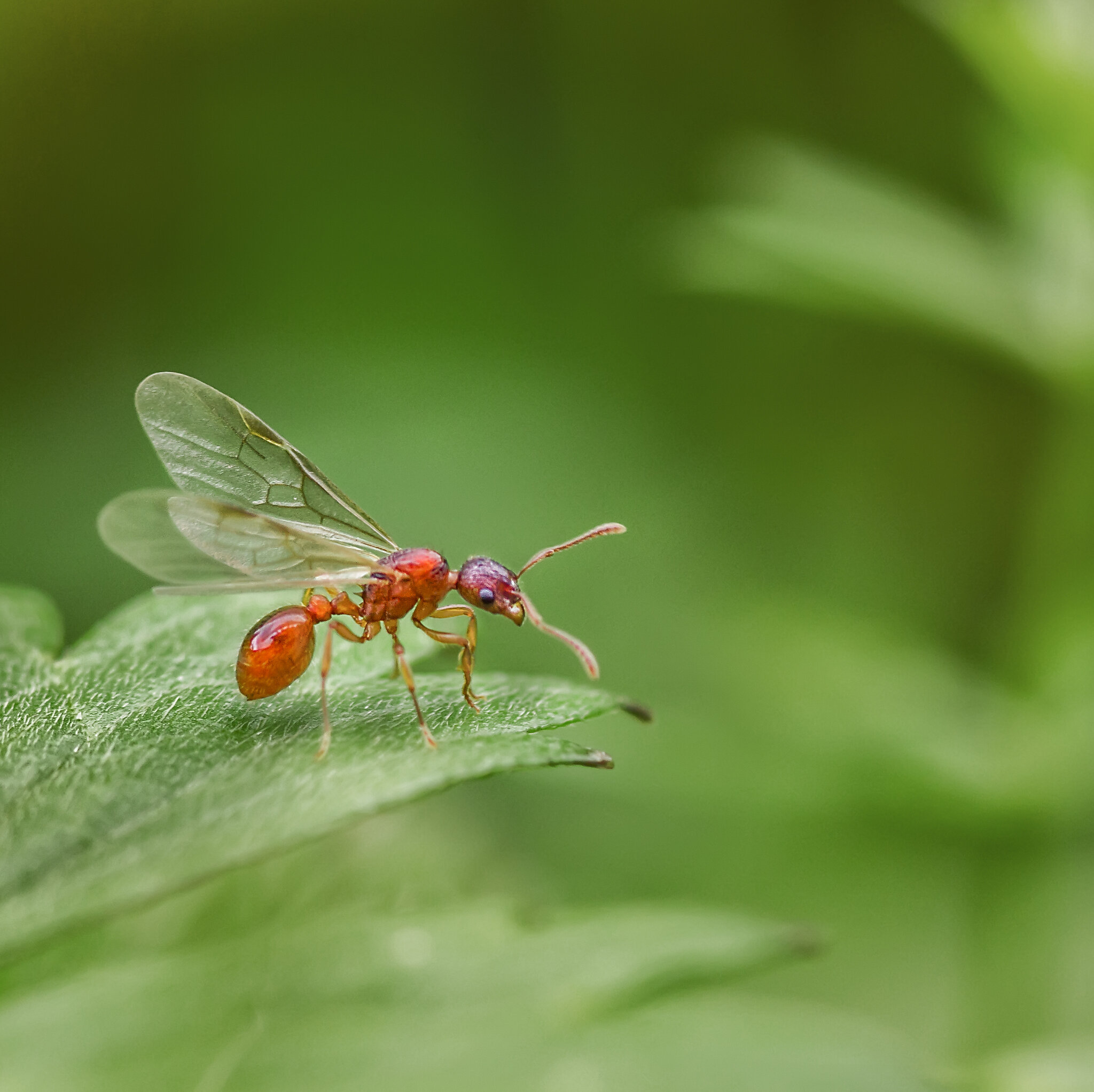 Myrmica rubra (она же рыжая мирмика или "рубиновый муравей")... :: Федор Кованский Myrmica rubra (она же рыжая мирмика или "рубиновый муравей")... :: Федор Кованский