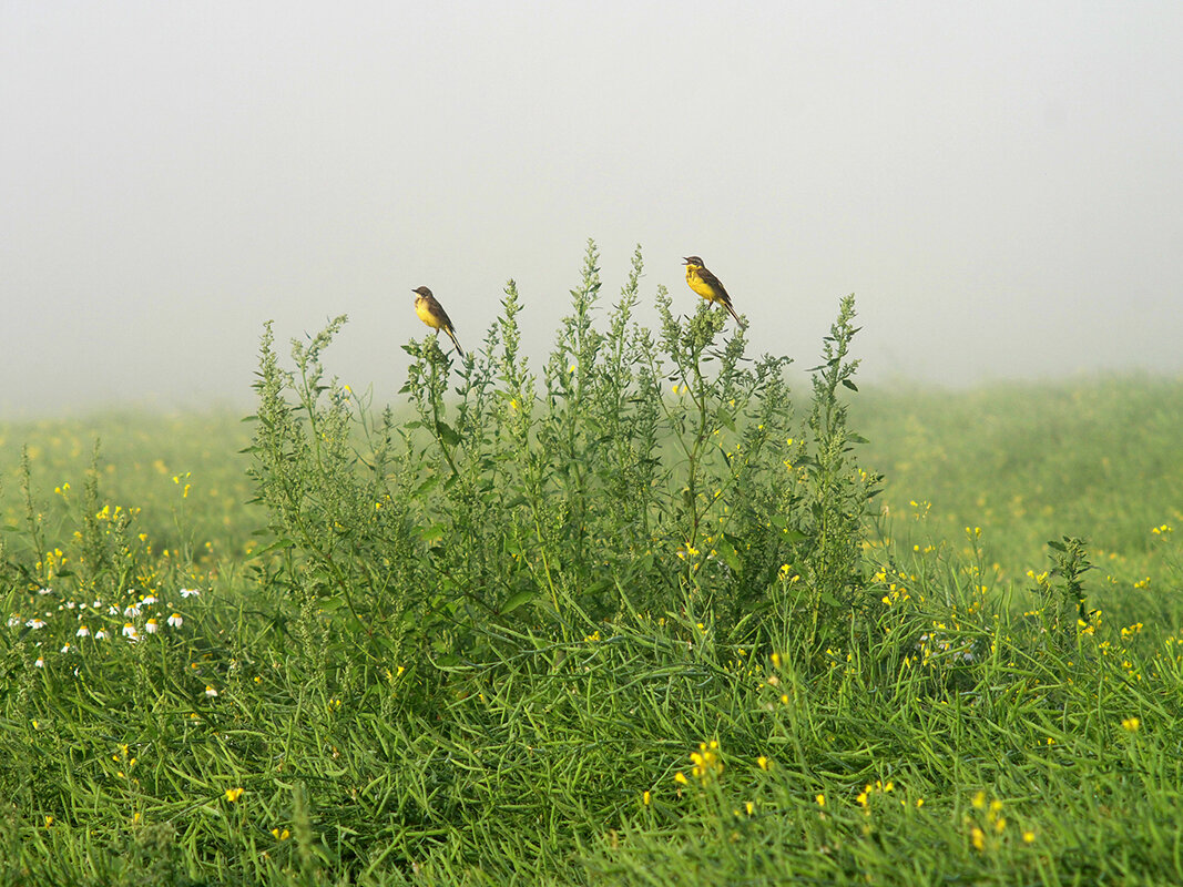 Подмосковная рапсодия :: Александр pet2 Подмосковная рапсодия :: Александр pet2