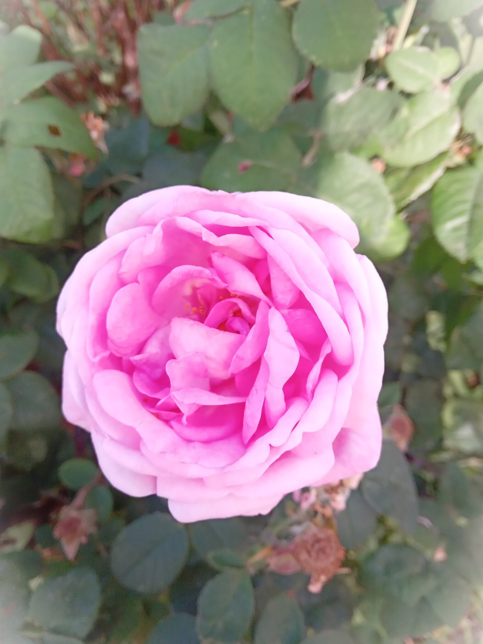 Rose :: Nora Nowhere Rose :: Nora Nowhere