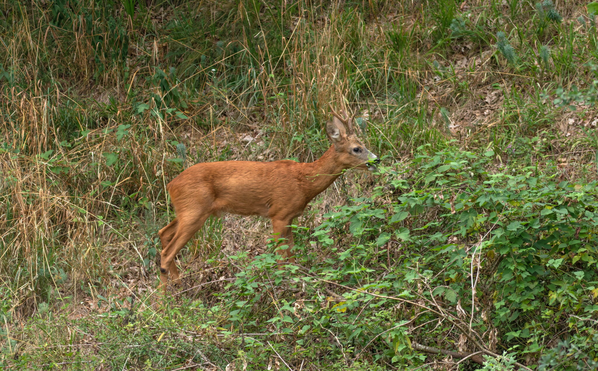 Европейская косуля capreolus capreolus :: vladimir Европейская косуля capreolus capreolus :: vladimir