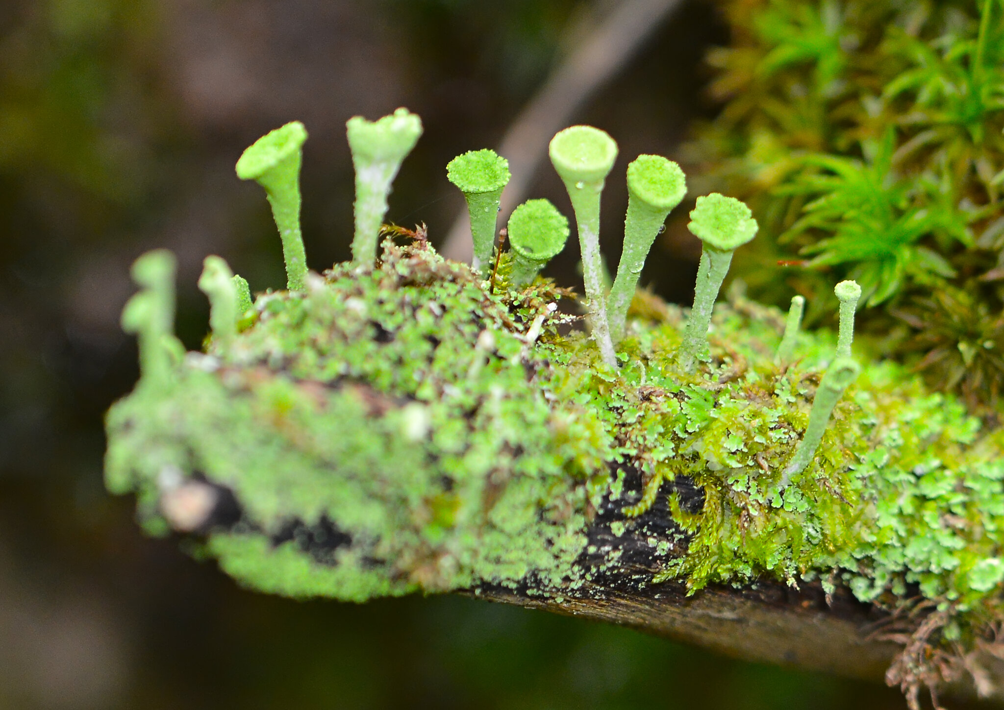 Cladonia chlorophaea :: Юрий Бичеров Cladonia chlorophaea :: Юрий Бичеров