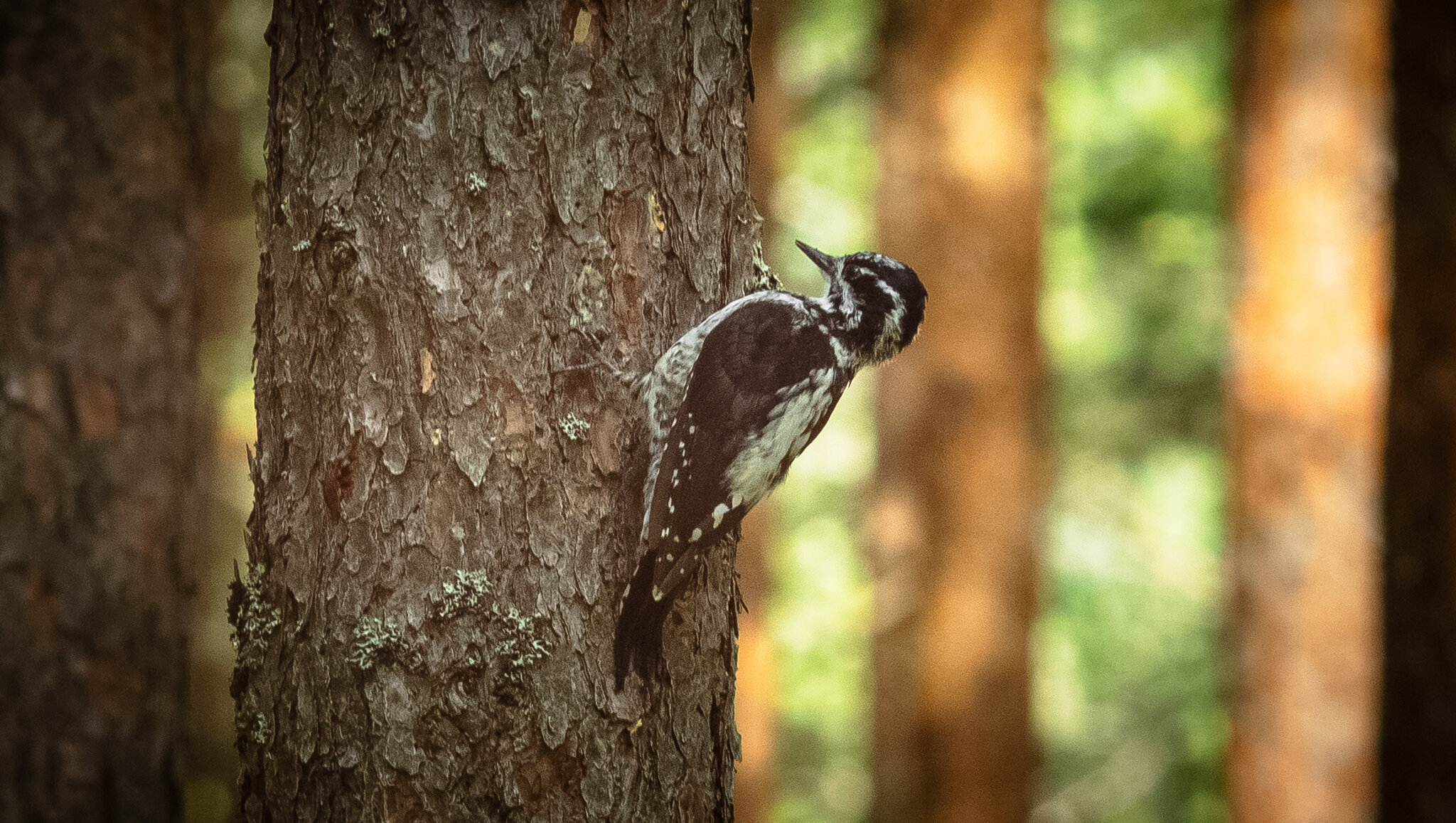 Three‑toed woodpecker | 4 :: Sergey Sonvar Three‑toed woodpecker | 4 :: Sergey Sonvar