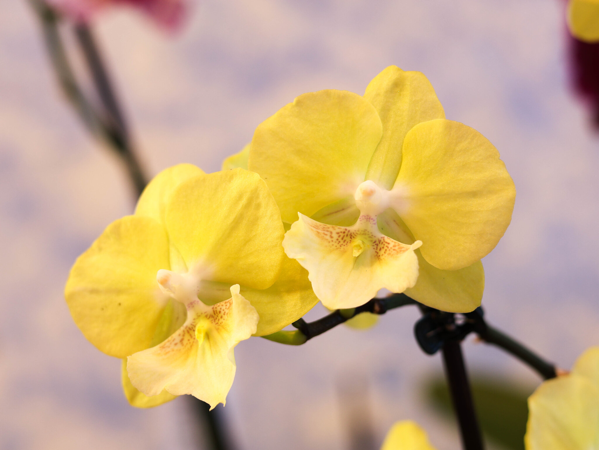 Younghome lemon yellow :: Irene Irene Younghome lemon yellow :: Irene Irene