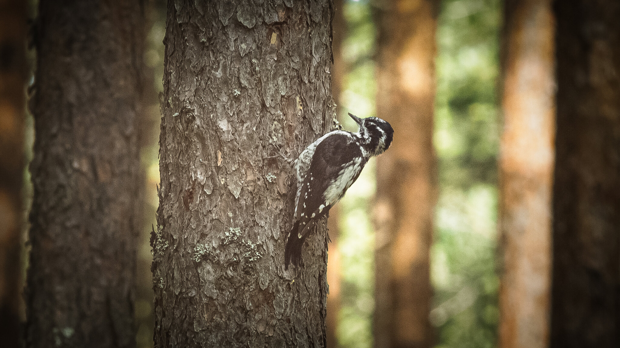 Three‑toed woodpecker | 10 :: Sergey Sonvar Three‑toed woodpecker | 10 :: Sergey Sonvar