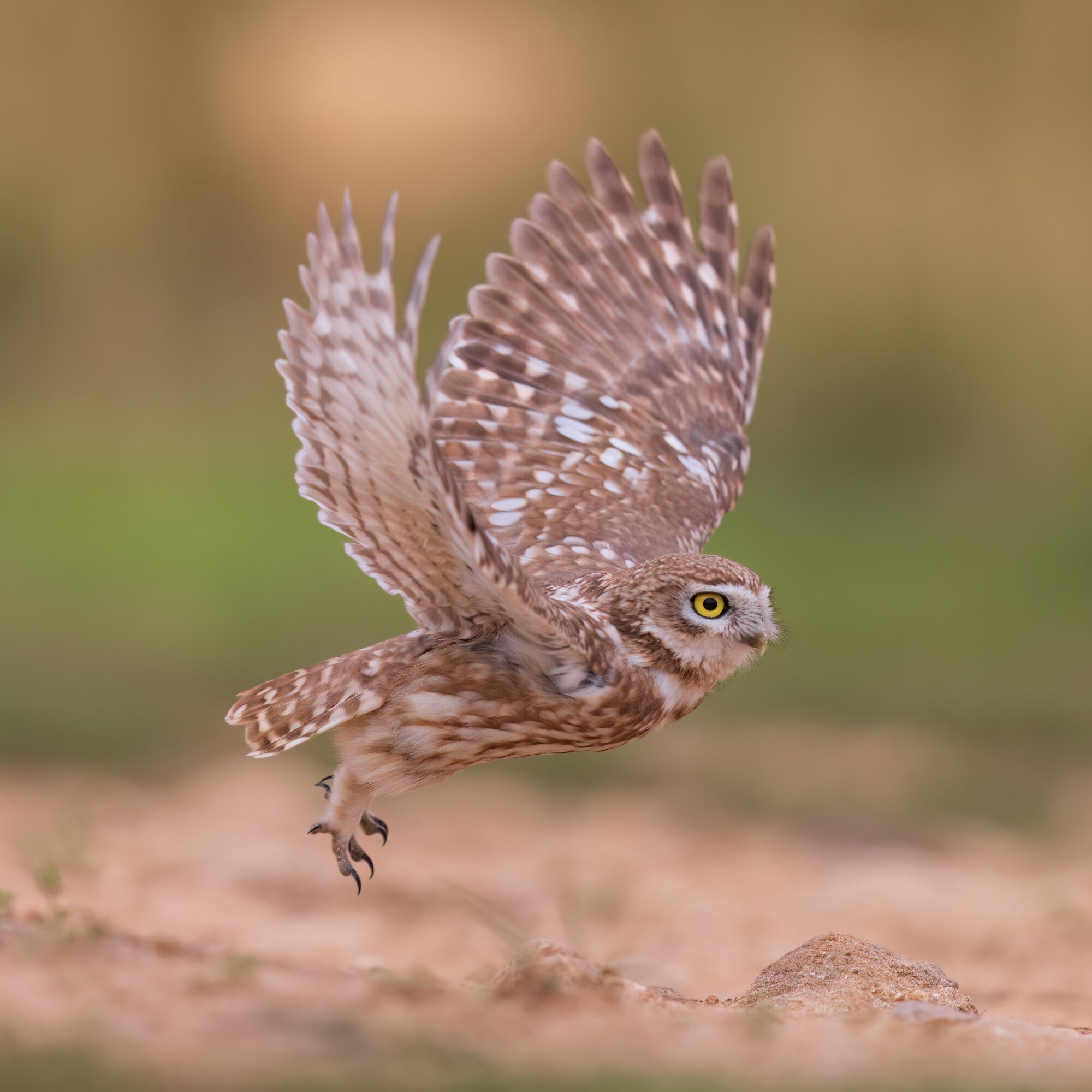 Little owl athene noctua :: Евгений Фруман Little owl athene noctua :: Евгений Фруман