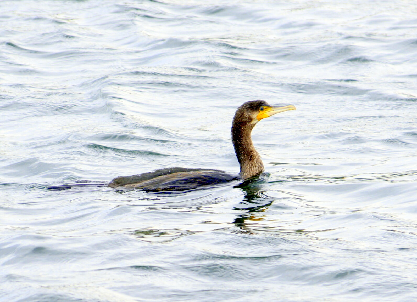 Большой баклан phalacrocorax carbo :: Алексей Неустроев Большой баклан phalacrocorax carbo :: Алексей Неустроев