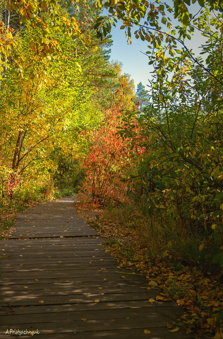 A wooden bridge in the autumn alley. :: Андрей Пристяжнюк A wooden bridge in the autumn alley. :: Андрей Пристяжнюк