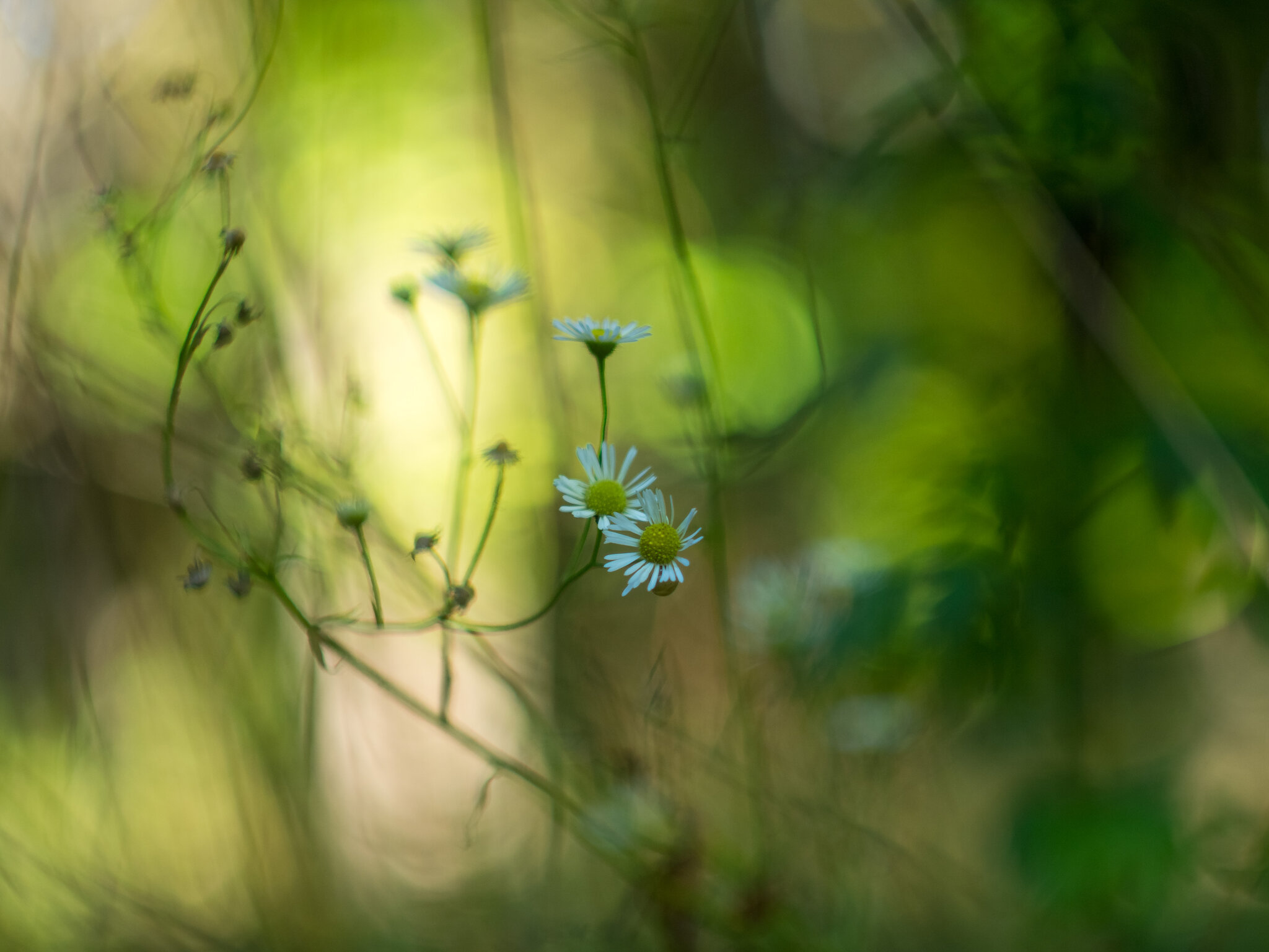 Природа цветы :: Yuriy V Природа цветы :: Yuriy V