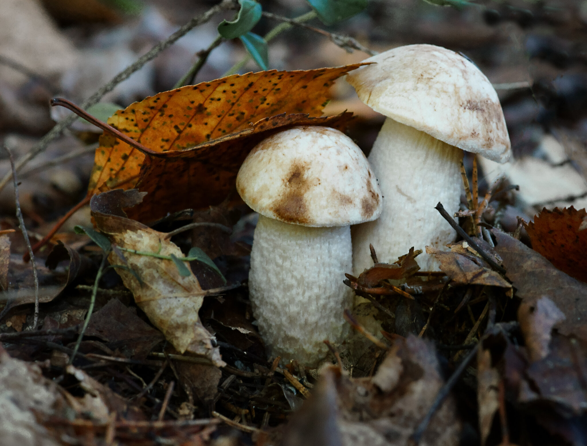 Подосиновик белый (лат. Leccinum percandidum) ... :: Федор Кованский Подосиновик белый (лат. Leccinum percandidum) ... :: Федор Кованский