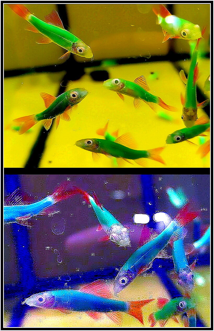 Аквариумные рыбки: Лабео «GloFish» :: Ольга Довженко Аквариумные рыбки: Лабео «GloFish» :: Ольга Довженко