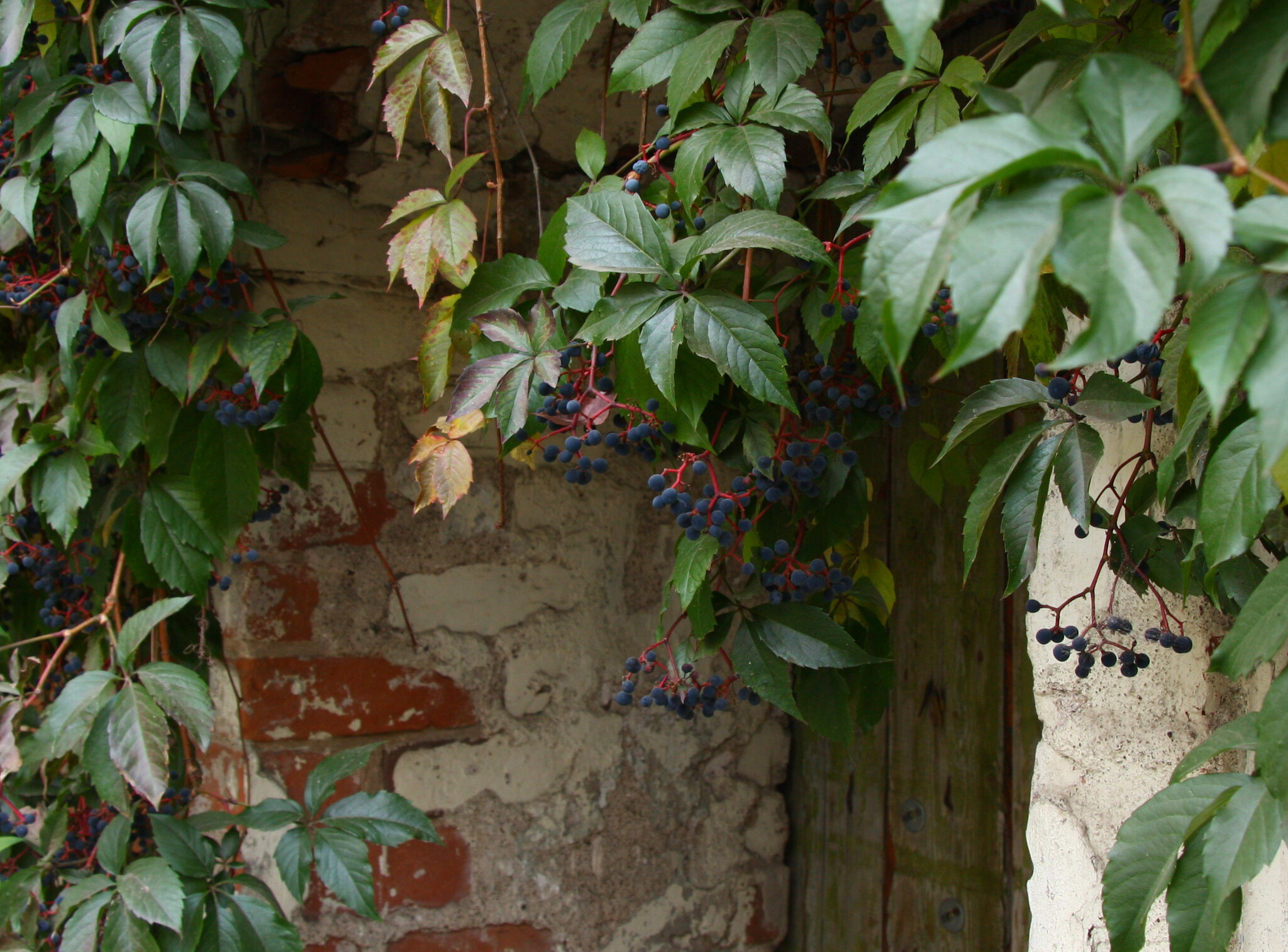Parthenocissus quinquefolia :: Сергей Хрущёв Parthenocissus quinquefolia :: Сергей Хрущёв