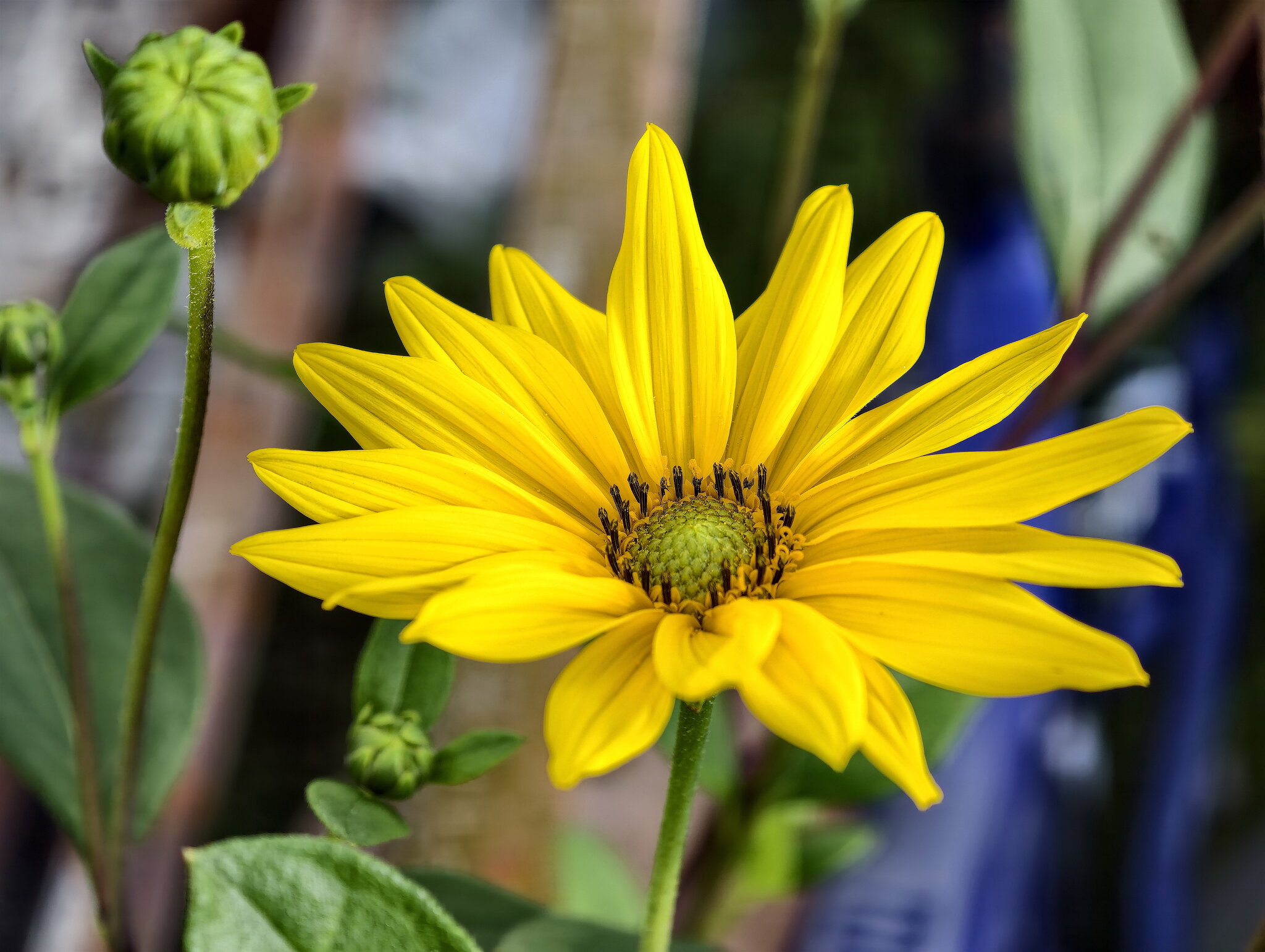 Helianthus tuberosus :: igor G. Helianthus tuberosus :: igor G.
