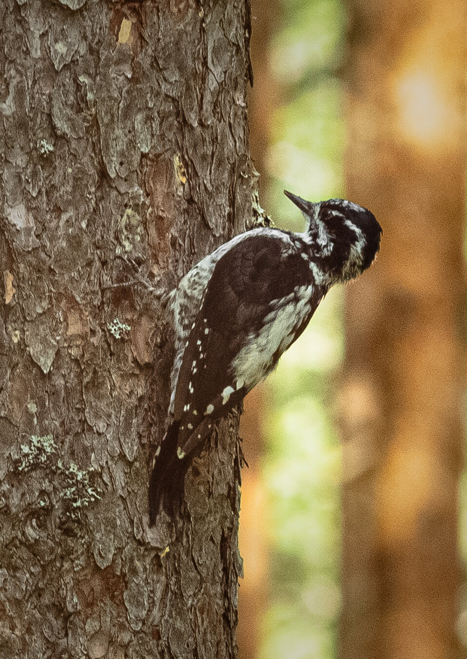 Three‑toed woodpecker | 15 :: Sergey Sonvar Three‑toed woodpecker | 15 :: Sergey Sonvar