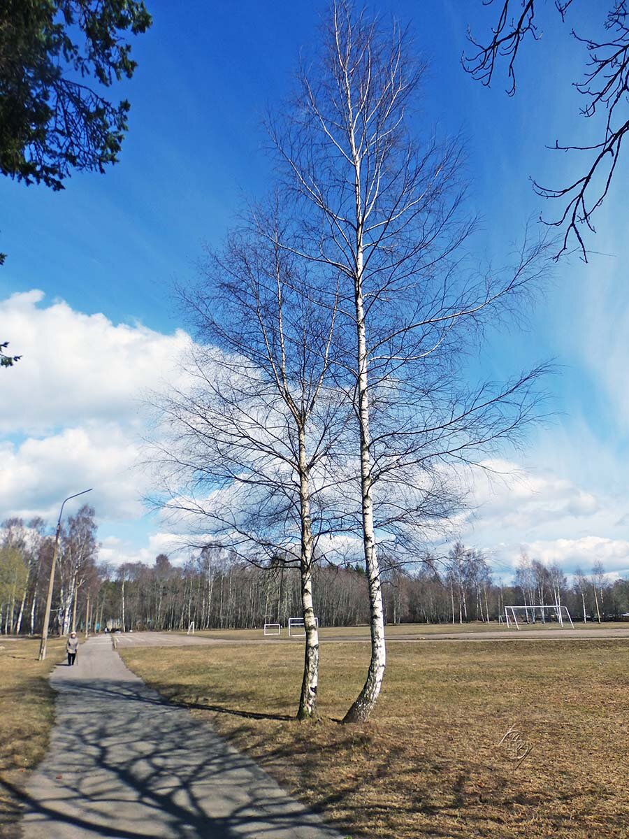 Берёзы :: Юлия ЮГ Берёзы :: Юлия ЮГ