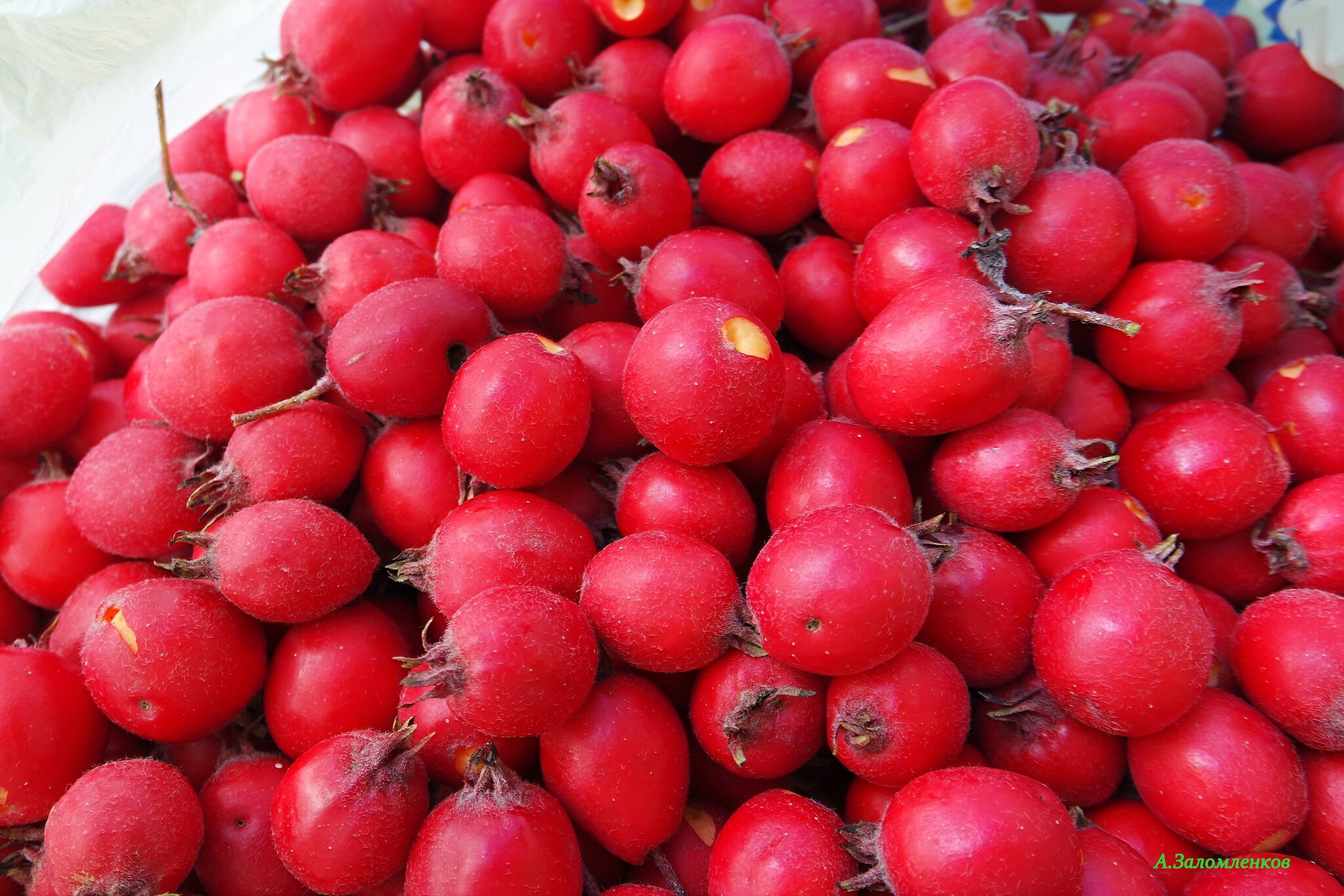 Уродился ныне боярышник! :: Андрей Заломленков Уродился ныне боярышник! :: Андрей Заломленков