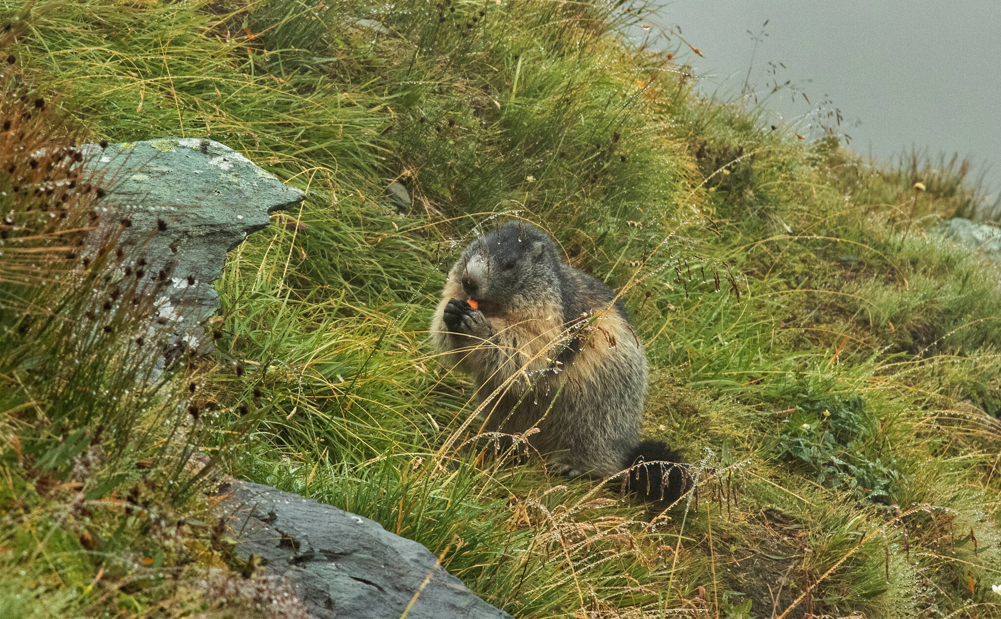 Alpine marmot :: vladimir Alpine marmot :: vladimir