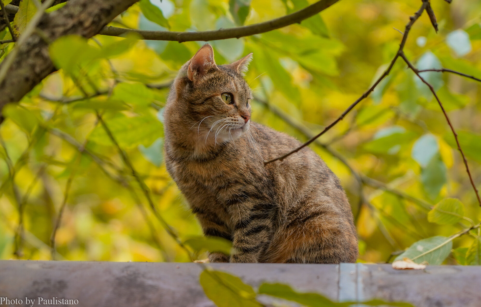 Сентябрьский кот... :: Владимир Жданов Сентябрьский кот... :: Владимир Жданов