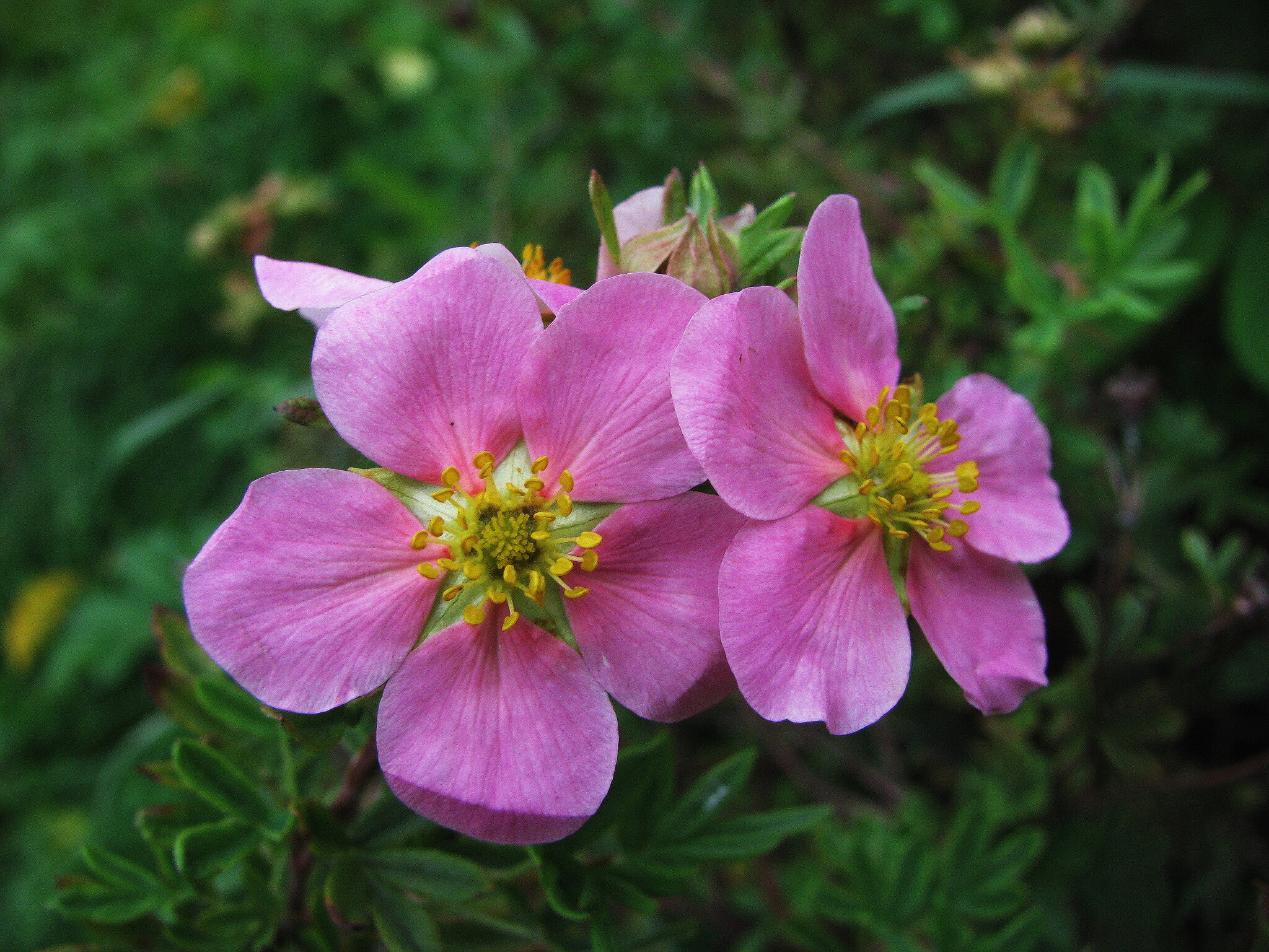 Ещё цветёт лапчатка :: Людмила Смородинская Ещё цветёт лапчатка :: Людмила Смородинская