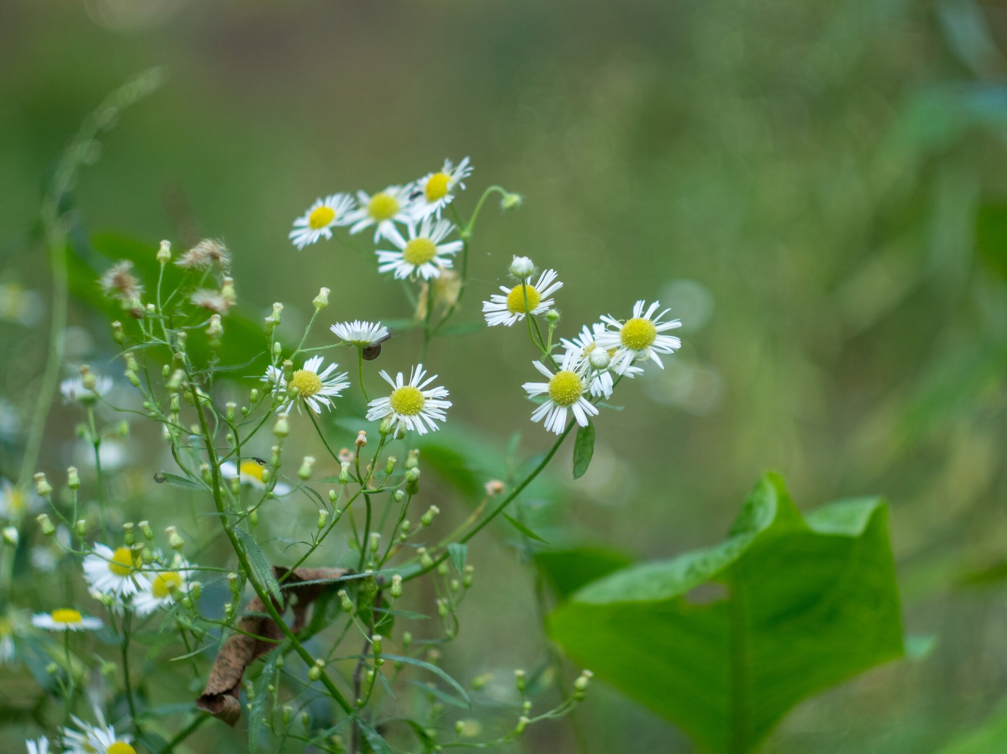Цветы природа :: Yuriy V Цветы природа :: Yuriy V